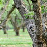 Šljiva se suši: šta raditi